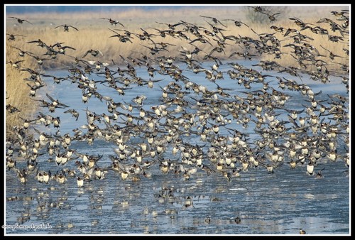 Canard siffleur